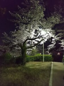 桜も綺麗ですが W 香芝市で一軒家ならアーキホームライフ