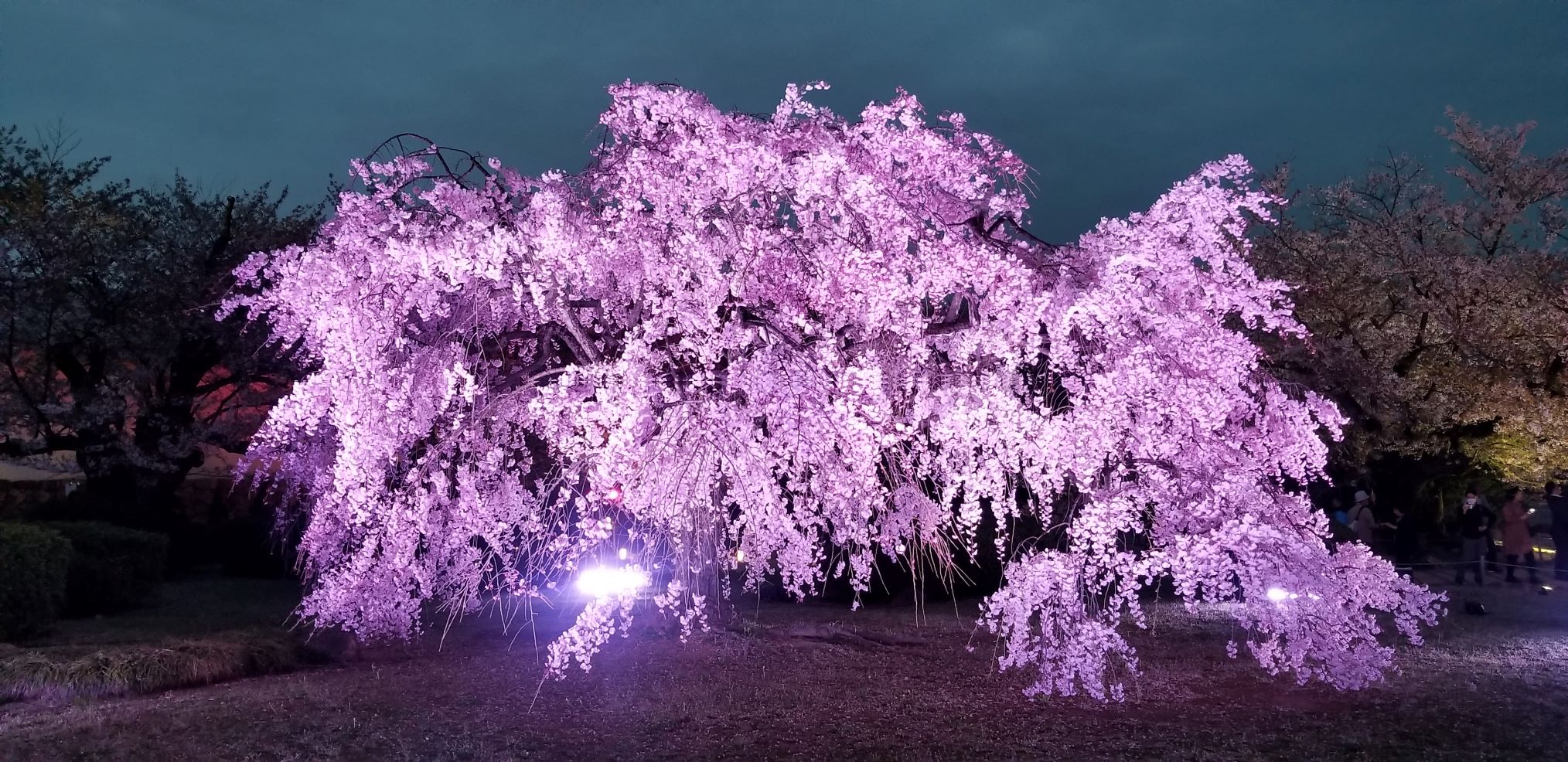 姫路城 夜桜会 新温泉町でマイホームを建てるならアーキホームライフ